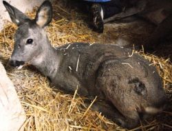 Yaralı Karacalar Tedavilerinden Sonra Doğaya Salındı