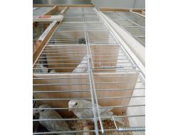 Milli 'Kanaryalar' Şampiyonluk İçin İspanya’ya Uçtu