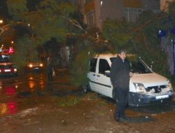 Kar Ağırlığına Dayanamayan Çam Ağacı