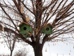 Akyurt Belediyesi'nden Kuşlara Barınak