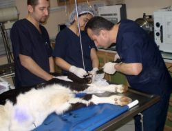 Doğumda Çenesi Kırılan Buzağıya Platin Takıldı