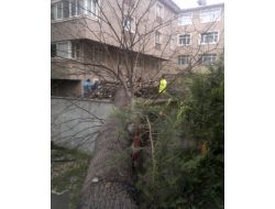 Tarihi Ağaç Site Bahçesine Devrildi