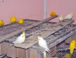 Hamzabeyli’de 43 Papağan Ele Geçirildi