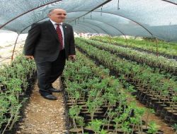 Manavgat İlçe Ziraat Odası, Üreticilere Düşük Ücretli Narenciye Fidanı Dağıtımına Başladı