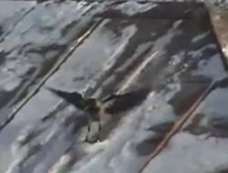 Karganın Kayak Keyfi Amatör Kameraya Yansıdı