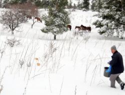 Manisa Spil Dağı'nda Yaban Hayvanlarını Yemleme Çalışmaları Devam Ediyor