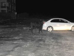 Kamyondan Düşen Angus Kayıplara Karıştı