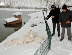 Belediye Aç Kalan Kuşları Yemledi