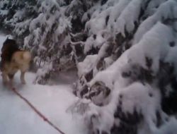 Kızağı Çeken Köpekler Kavga Edince Yarış Arabası Devirildi