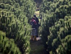 Olimpiyat Yakınındaki Ormanlık Arazide Bomba Araması