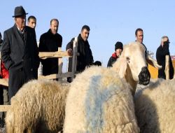 "kurbanlık Koyun Fiyatları 300 İle 450 Lira Arasında Olacak"