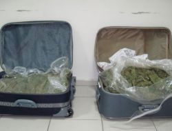 İzmir'de 55 Kg. Esrar Maddesi