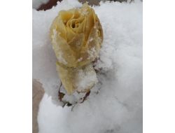 Kar Ve Soğuk, Kış Güllerini Soldurdu