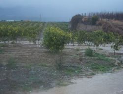 Portakal Ve Zeytin Bahçeleri Su İçinde