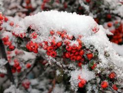 Kayseri’de Kar Yağışı Etkisini Artırdı