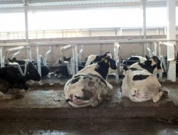 Süt İneklerine 350 Euro Değerinde Yatak