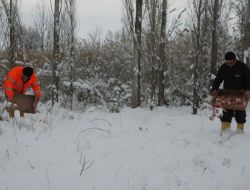 Karda Aç Kalan Yabani Hayvanlara Yem Bırakıldı