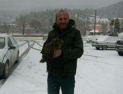 İşçilerin Bulduğu Yaralı Şahin Tedavi Altına Alındı