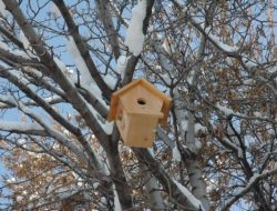 Valinin Emri İle Yuvasız Kuşlara Barınak Yapıldı
