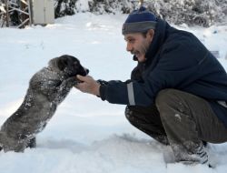 Sahipsiz Hayvanlara Osmangazi Şefkati