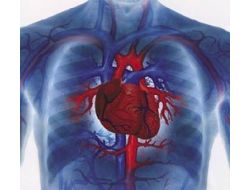 Damar Sertliği İnme Ve Beyin Kanamasına Sebep Oluyor