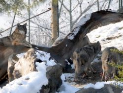Maymunlar Pasta Börek, Ayılar Ballı Ekmekle Besleniyor