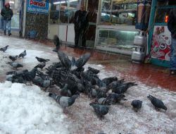 Aç Kalan Güvercinleri Esnaf Doyuruyor