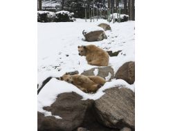 Ayılar Uyumayı Unuttu