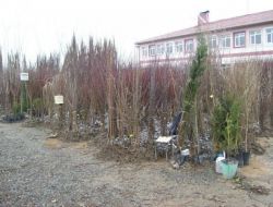 Çiftçiler Fidan Uyarısı: Kökü Açık Halde Satılan Fidanları Almayın