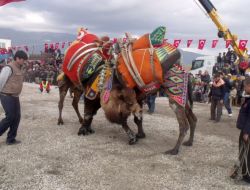 Sezonun İlk Deve Güreşinde 45 Deve Kozlarını Paylaştı