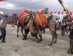 Sezonun İlk Deve Güreşinde 45 Deve Kozlarını Paylaştı