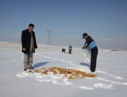 Belediyeden Aç Kalan Yaban Hayvanlarına Yiyecek Desteği