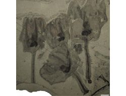 500 Milyon Yıllık Lale Benzeri ‘tuhaf’ Bir Canlının Fosili Bulundu