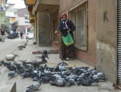 Her Sabah Sokağındaki Kuşları Yemliyor