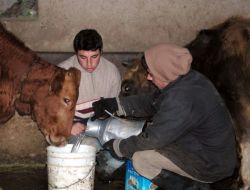 Bitlis'te Göletler Dondu, Hayvanlar Taşıma Su İle Sulanıyor