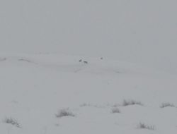 Bitlis'te Kurtlar Yiyecek İçin Şehir Merkezlerine Kadar İndi