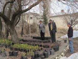 Gölbaşı Belediyesi Kendi Çiçeğini Yetiştiriyor