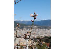 Badem Ağaçları Kış Ortasında Çiçek Açtı