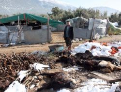 Yem Olarak Verilen Pamuk Tohumu 150 Keçiyi Telef Etti