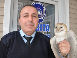 Soğukta Üşüğü İçin Uçamayan Peçeli Baykuş Bakıma Alındı
