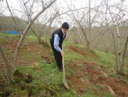 Fındık Üreticilerine ‘rekolte’ Uyarısı