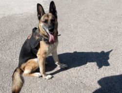 Uyuşturucu Satıcıları Çarli'den Kaçamadı