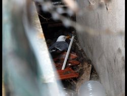 Kedilerden Kaçarken Yaralanan Martı, Kurtarıldı