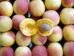 Türkiye'nin İlk Akredite Meyvesi Kayısı Oldu