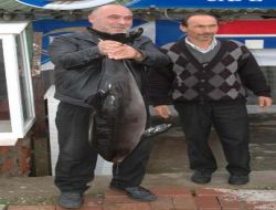 Kıyıya Vuran Yavru Yunus Balığı, Tüm Çabalara Rağmen Kurtarılamadı