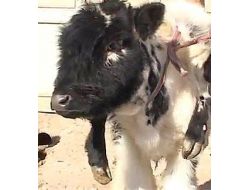 Altı Ayaklı Buzağı Görenleri Hayrete Düşürüyor