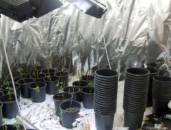 Hint Keneviri İçin Evde Düzenek Kurulmuş