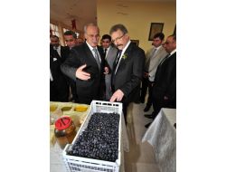 Osmaniye Valisi Cerrah, Burhaniye’deki Zeytinciliği İnceleyecek