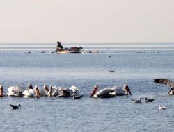 İzmir Körfezi'nde Koli Basili Değeri Sıfırlandı