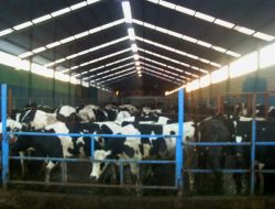 Zengen, Hayvancılıkta Bölgenin Cazibe Merkezi Oldu